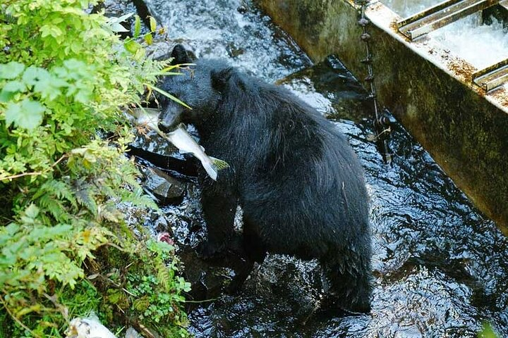 Traitors Cove Bear Viewing in Ketchikan, Alaska - Photo 1 of 3